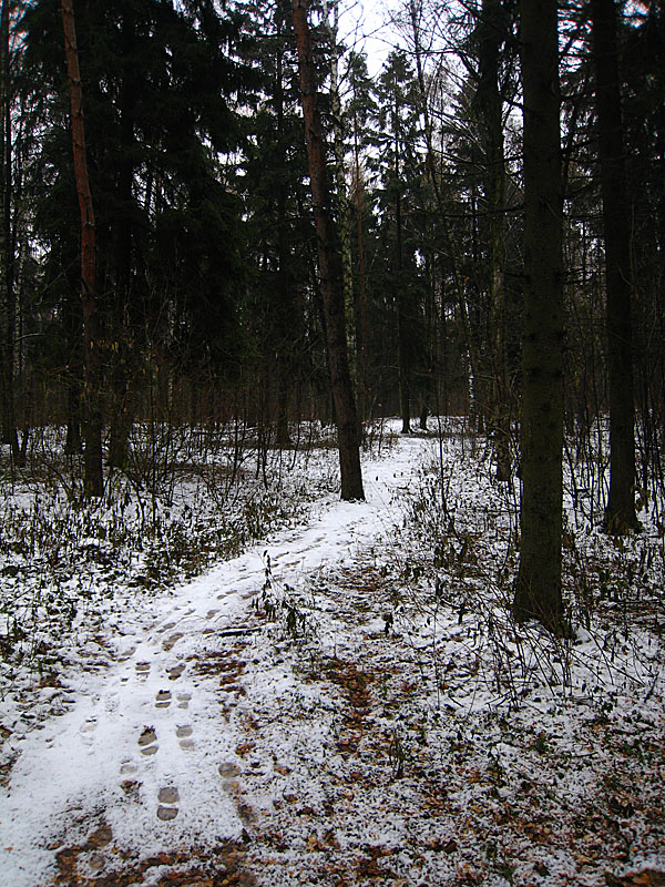 After looping around an apartment complex, I get to run through a short forest area along this path.