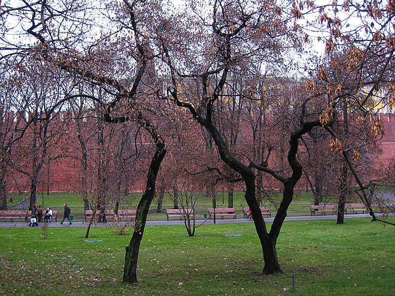 The trees outside the Kremlin walls are rather pretty.