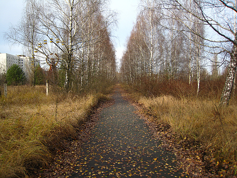 The leaves almost posed for me.